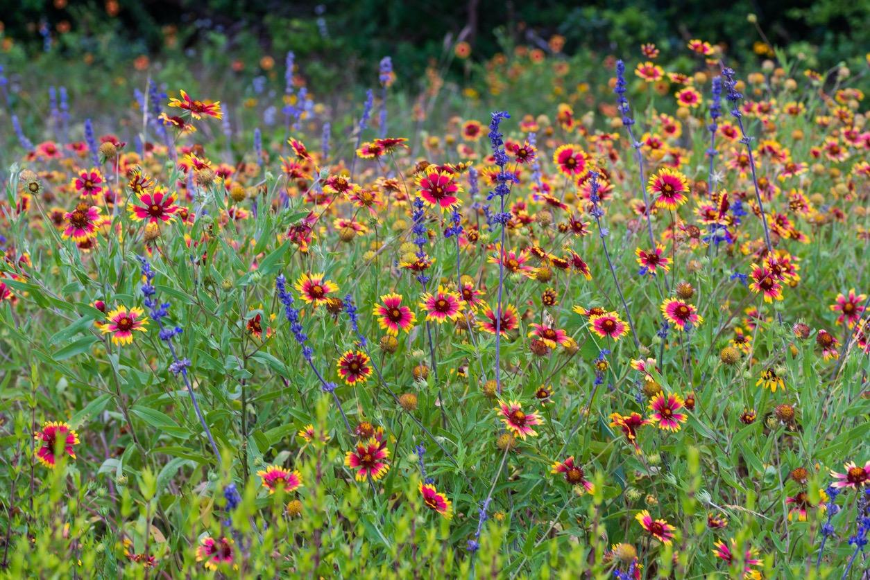 Native Plants