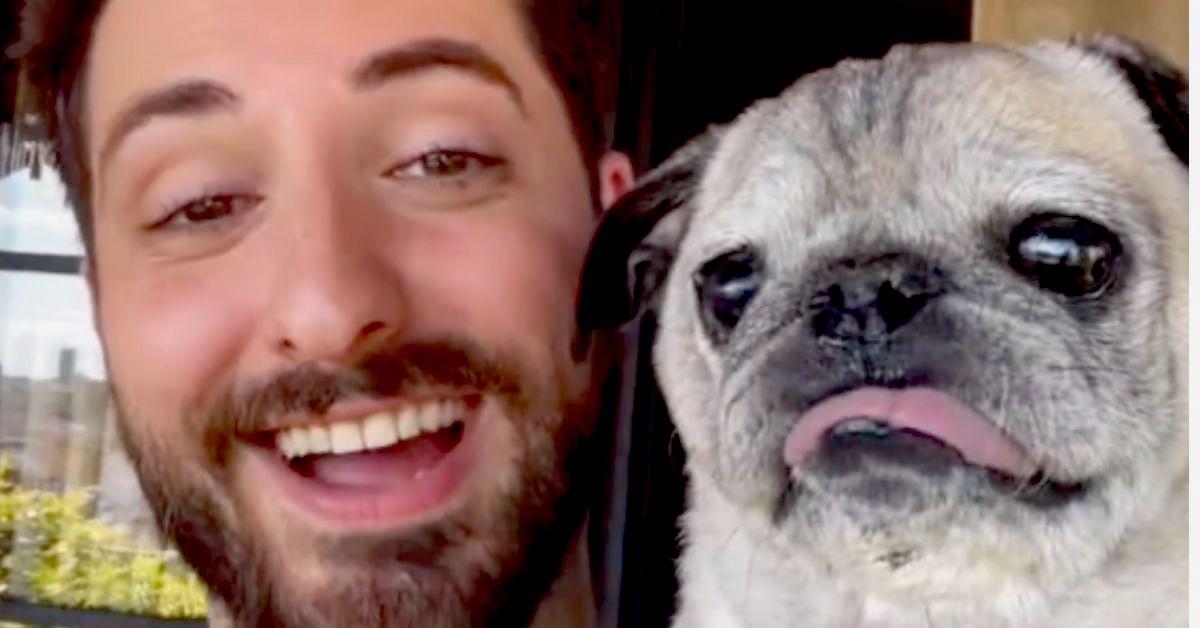 Noodle the Pug Has Died, Leaving Fans of the Rescue With Heavy Hearts