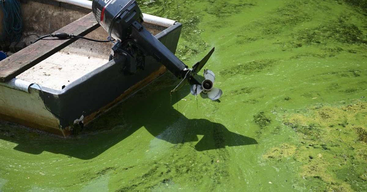 Cameras observing blue-green algae bloom. (Representative Cover Image Source: Getty Images | Charles McQuillan)