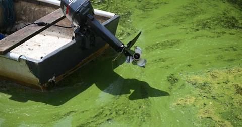 Cameras observing blue-green algae bloom. (Representative Cover Image Source: Getty Images | Charles McQuillan)