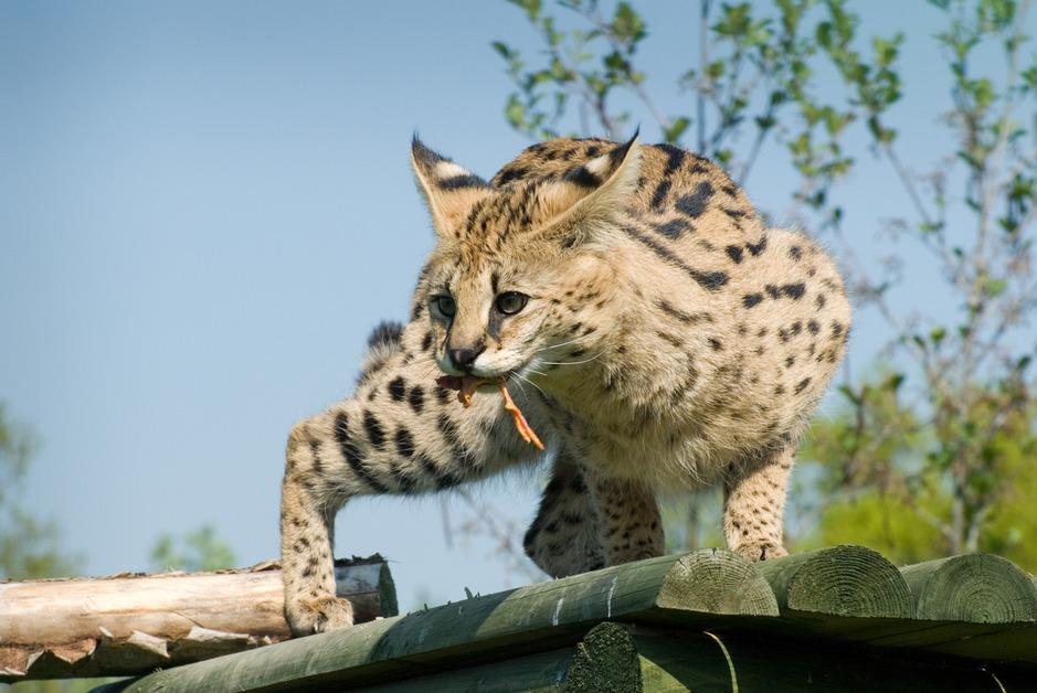 A serval cat crawls on wooden planks while holding something in their mouth. 