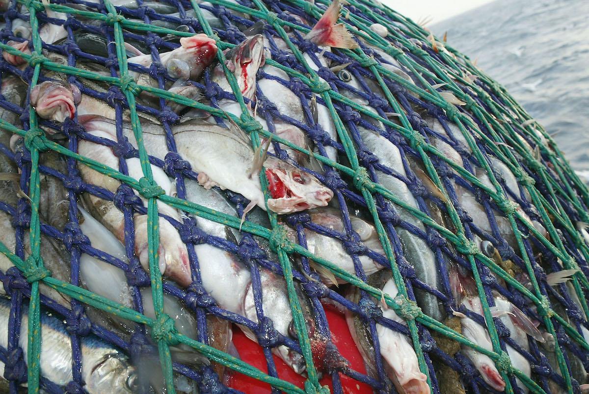 Bycatch in the Seafood Industry