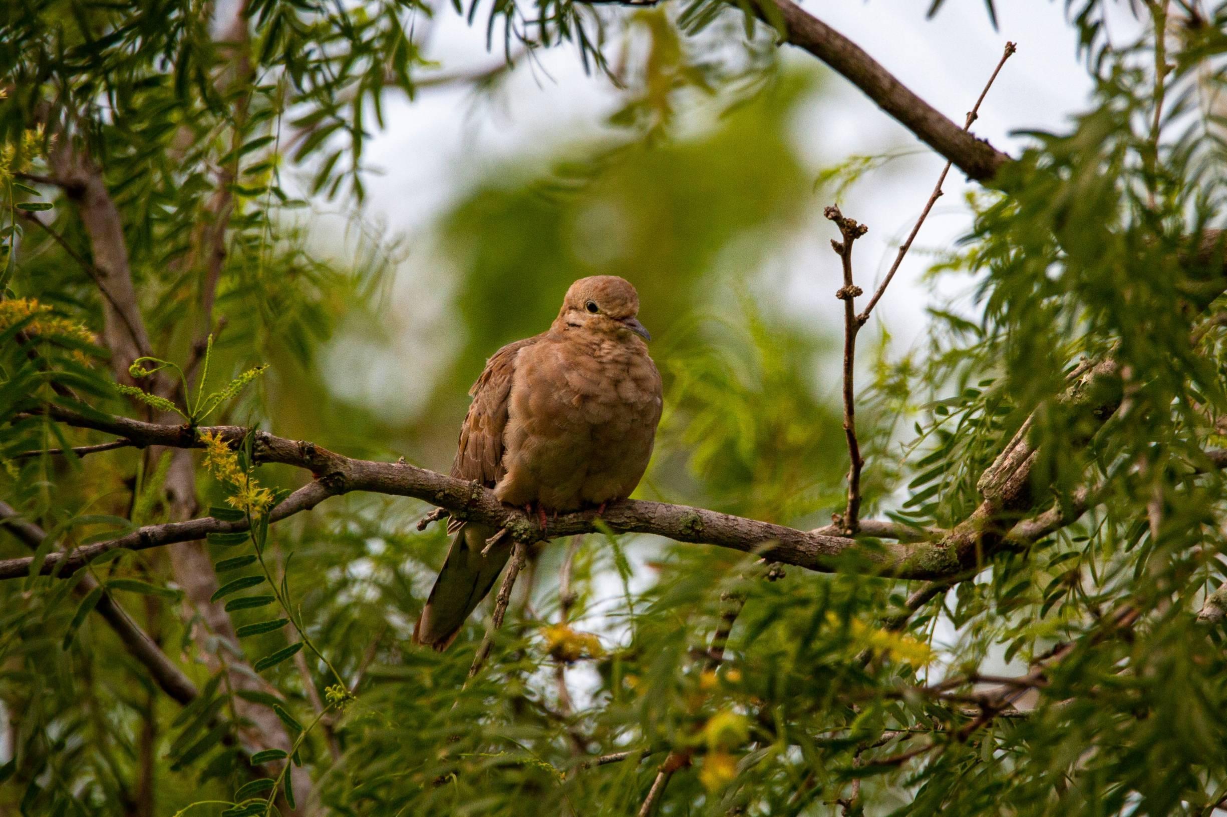 A mourning dove appears sitting on a branch in a tree in the Oso Bay Wetlands Preserve.