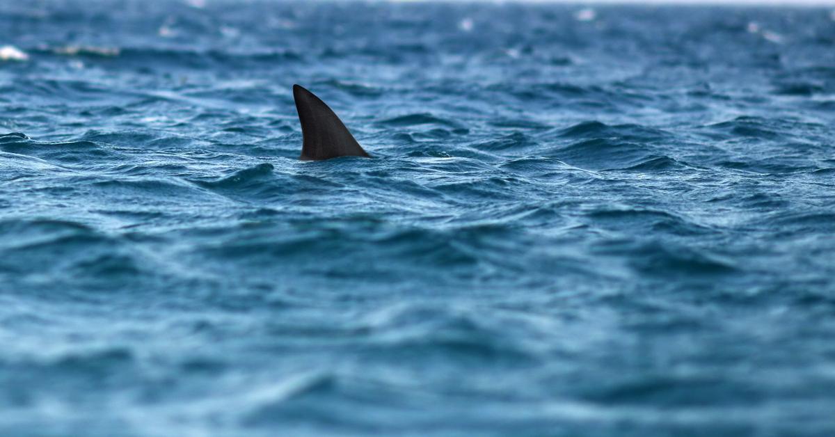 Nearby Shark Sends Swimmers Fleeing to Shore in Florida