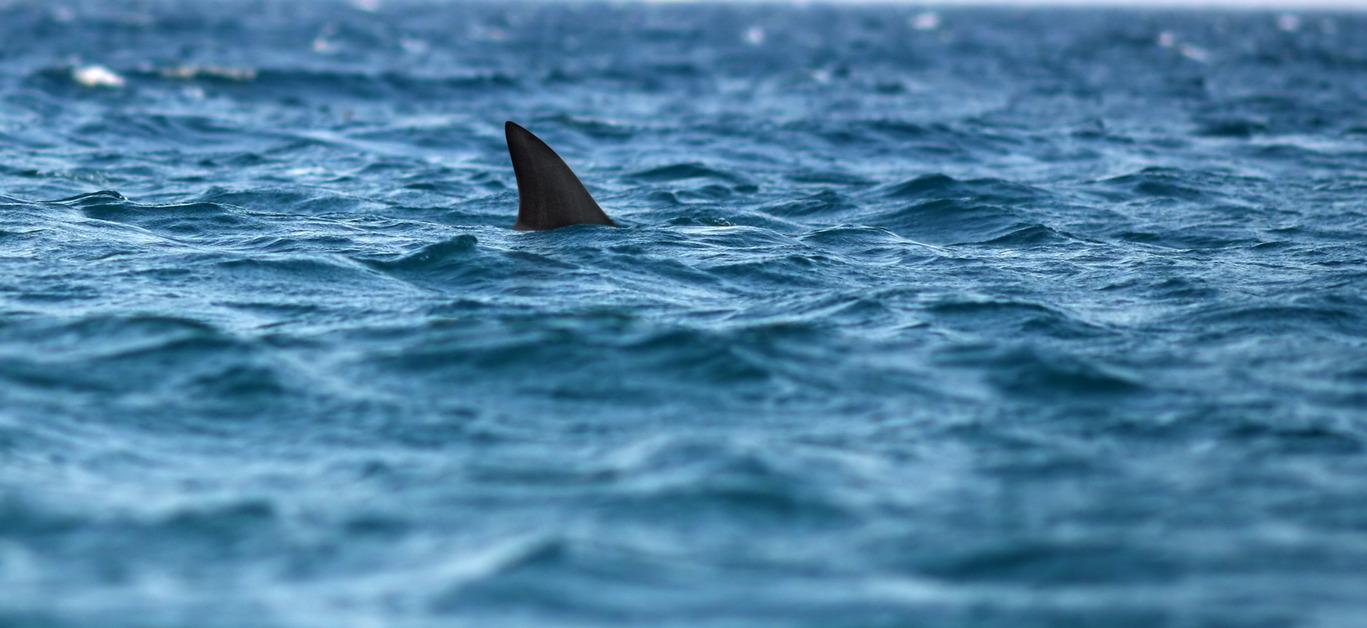 Nearby Shark Sends Swimmers Fleeing to Shore in Florida