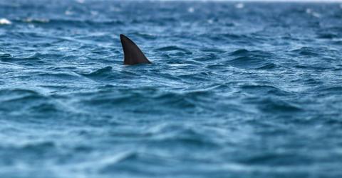 Shark fin in the distance peeks out of rough ocean waters.