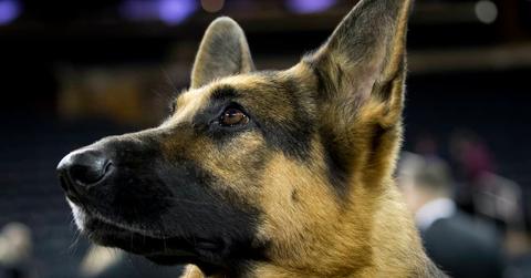 Extreme close-up of beautifully regal face of a German Shepherd Dog looking up and off-camera