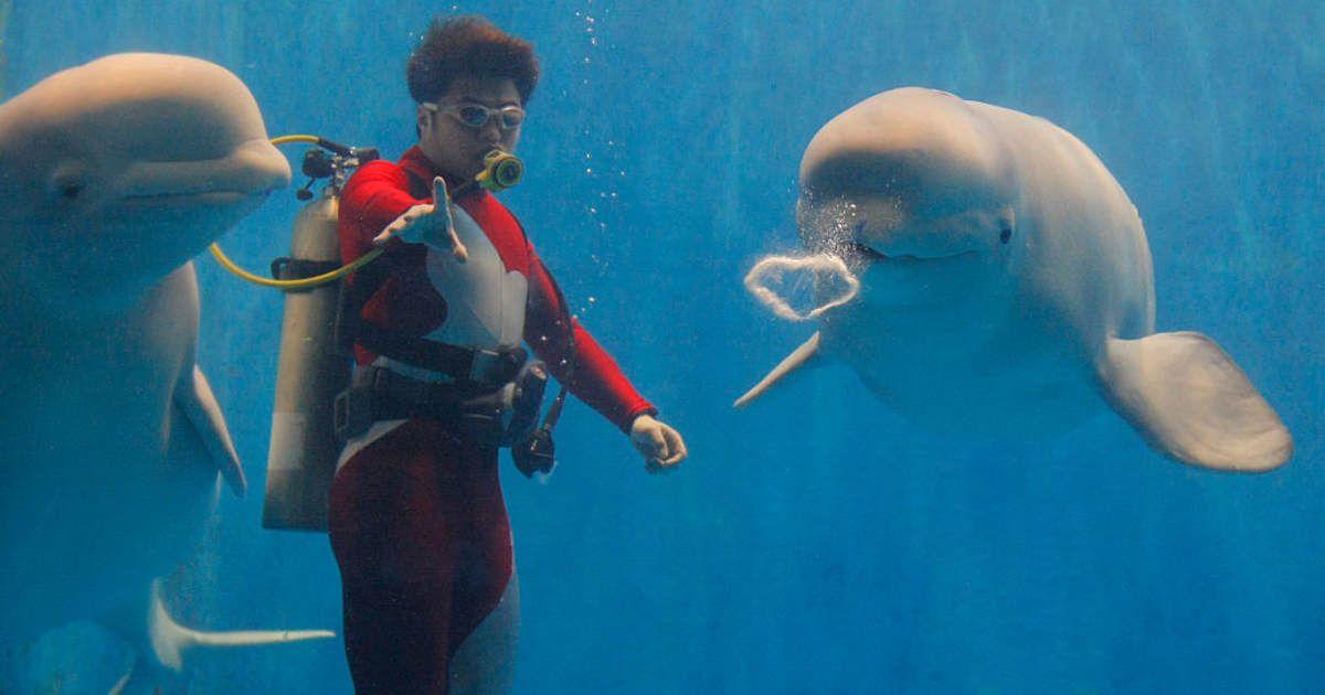 A diver swimming under water with belugas. (Representative Cover Image Source: Getty Images | Jie Zhao)