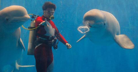 A diver swimming under water with belugas. (Representative Cover Image Source: Getty Images | Jie Zhao)