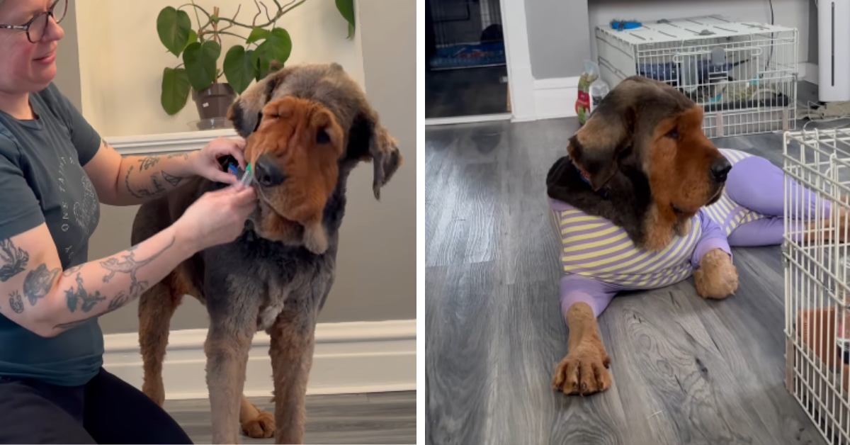 Spout the stray Tibetan Mastiff is seen receiving some much needed TLC