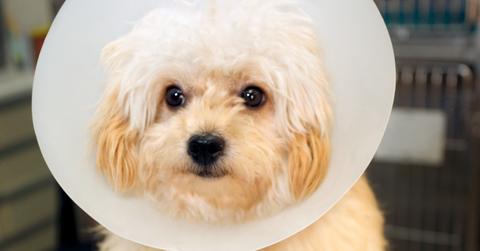 Why should I spay or neuter my dog?