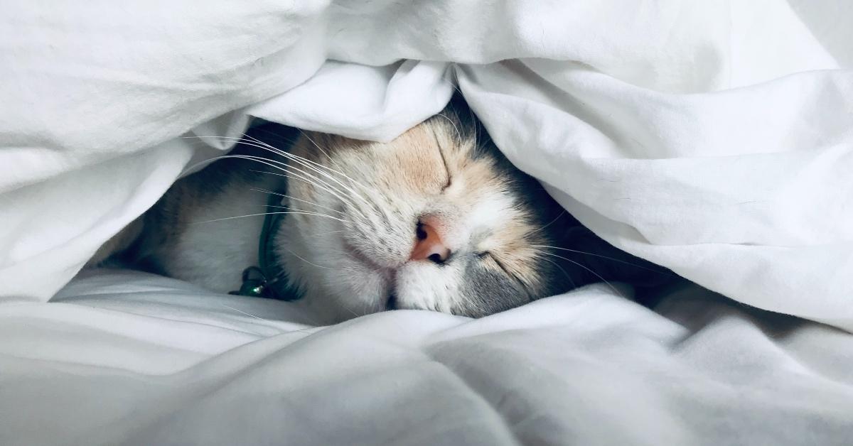 A cat sleeps comfortable beneath a soft blanket. 