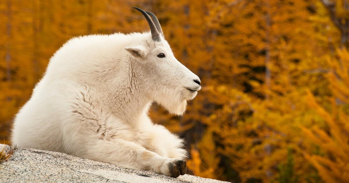 Mountain goat in Washington state