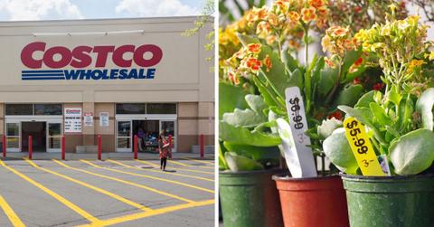 (L) A Costco retail store; (R) A plant on sale. (Representative Cover Image Source: Getty Images |(L) Steve Heap; (R) Adrienne Bresnahan)