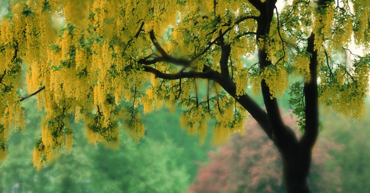 Blooming golden chain tree.