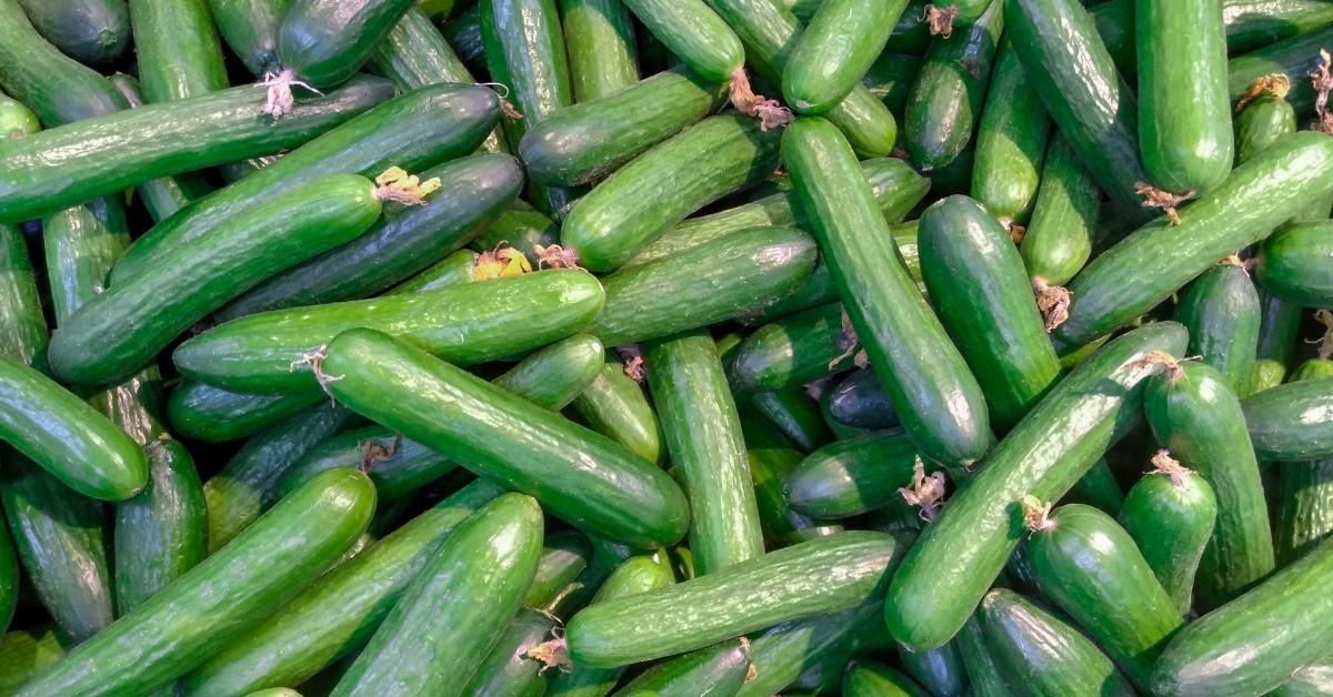 A closeup of cucumbers fresly picked from the vine