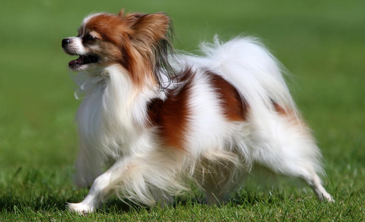 A Papillon running in a field. 