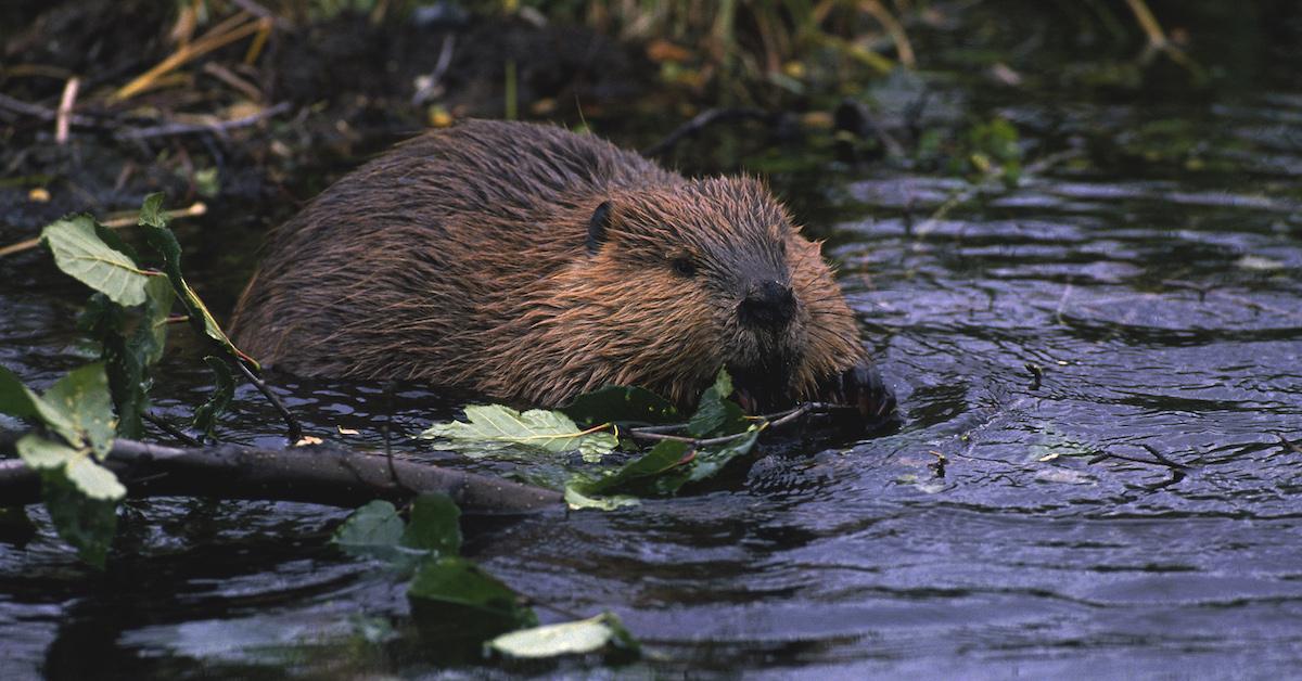 Beavers Relocating