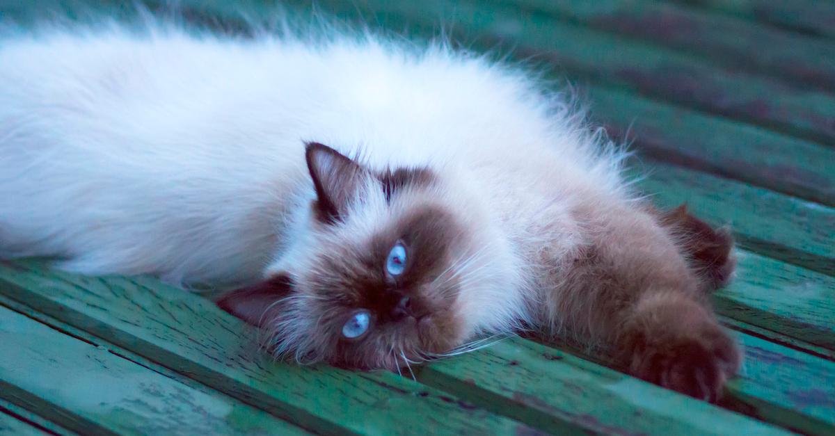 Brown and white cat with blue eyes laying down on a green wooden surface. 