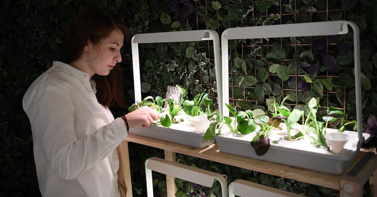 Small-scale hydroponics