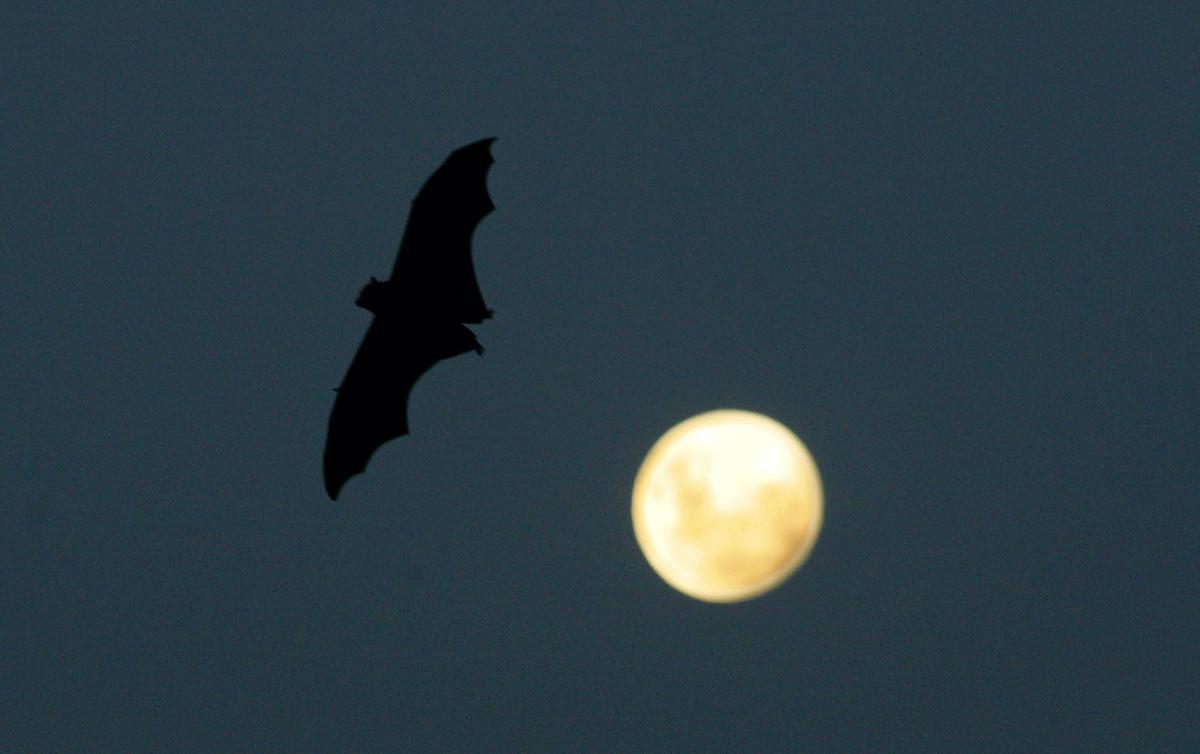 Why Are Bats Protected by the Endangered Species Act?