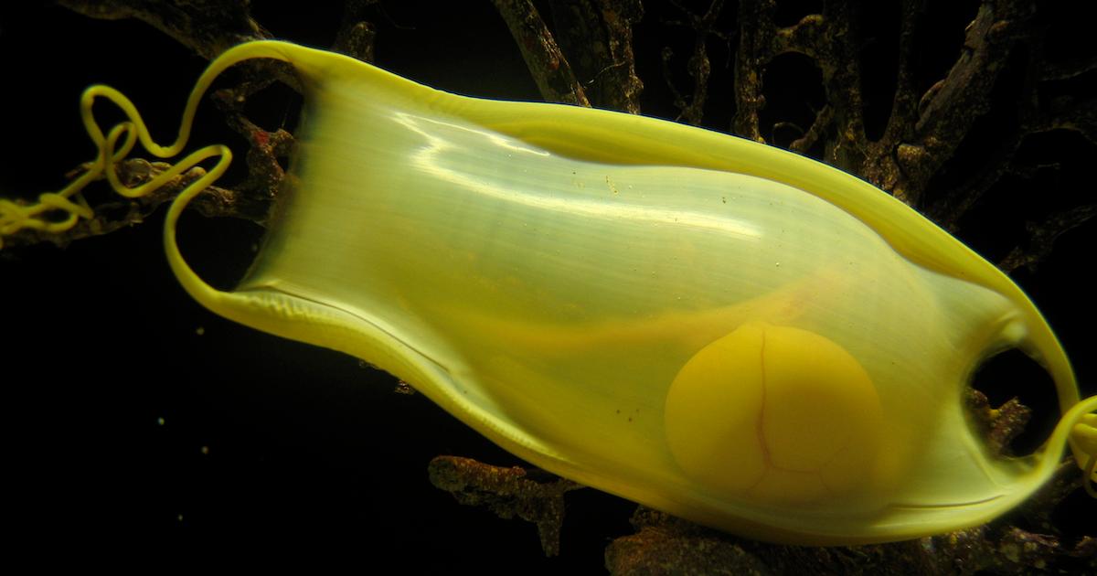 Close up of a single yellow shark egg