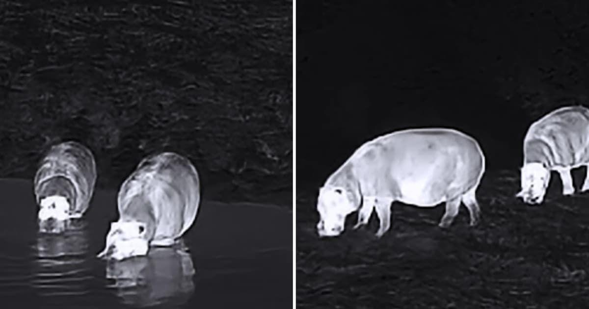 Researchers set camera traps in the dense rainforest along Ivory Coast and captured rare footage of two pigmy hippos grazing in a field and dipping in a lake. (Cover Image Source: IBREAM)