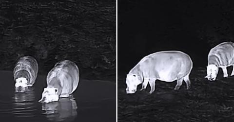 Researchers set camera traps in the dense rainforest along Ivory Coast and captured rare footage of two pigmy hippos grazing in a field and dipping in a lake. (Cover Image Source: IBREAM)