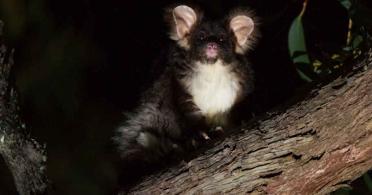 greater glider