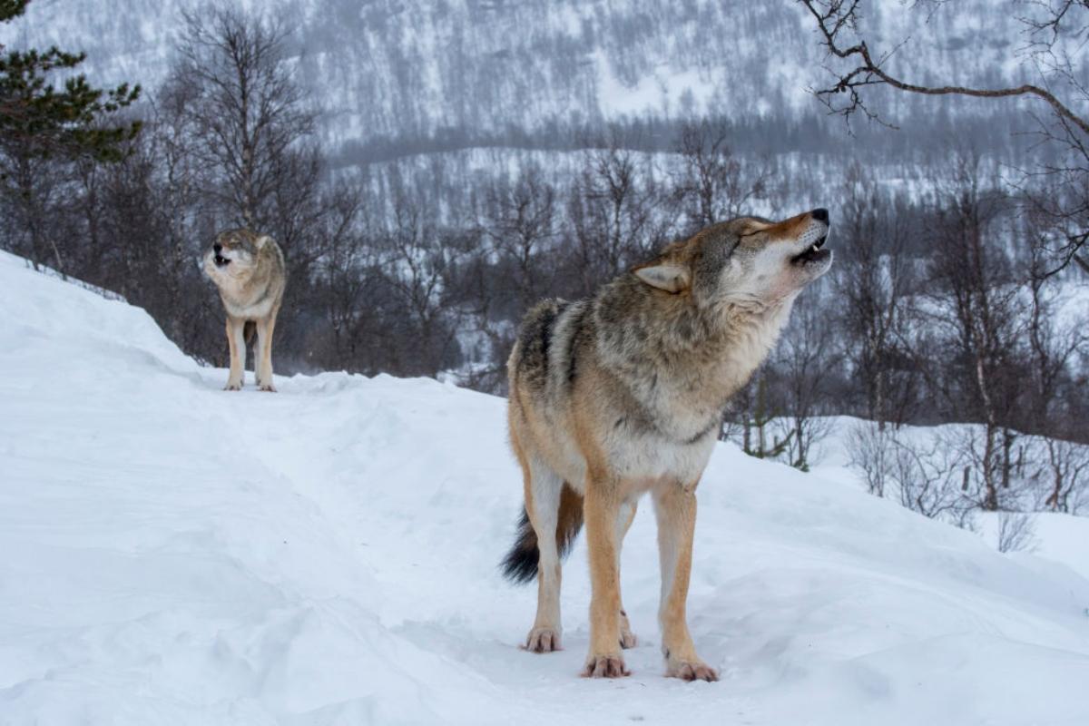 Two wolves howling in the snowy forest.