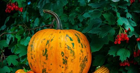 Pumpkin, corn, and tomato