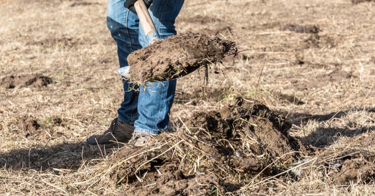 Shoveling manure. 