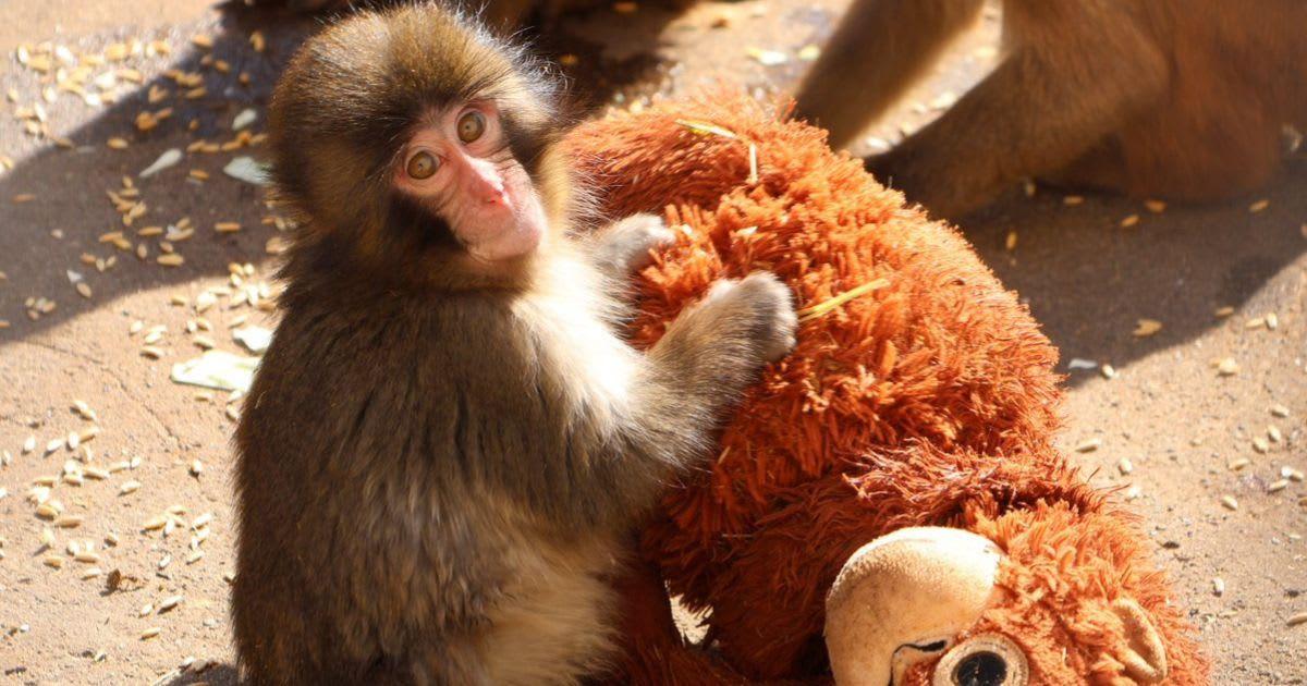 Punch, the baby macaque with his stuffed toy (Cover Image Source: X | @ichikawa_zoo)