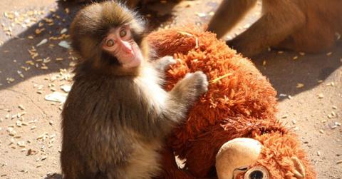 Punch, the baby macaque with his stuffed toy (Cover Image Source: X | @ichikawa_zoo)