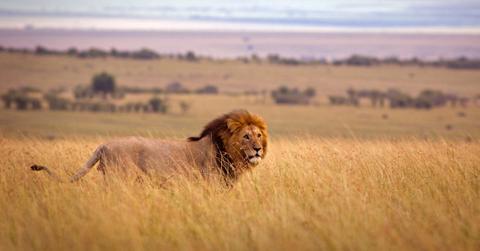 Lion on a savannah at sunset