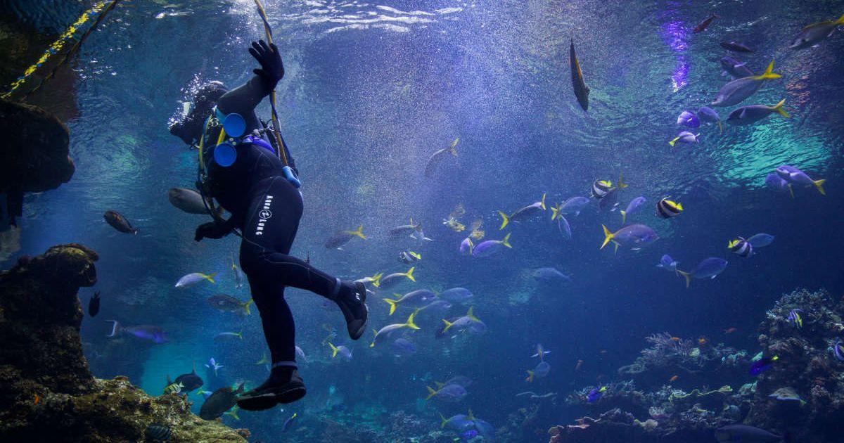 A person diving underwater (Representative Cover Image Source: Unsplash|  Mahdis Mousavi )