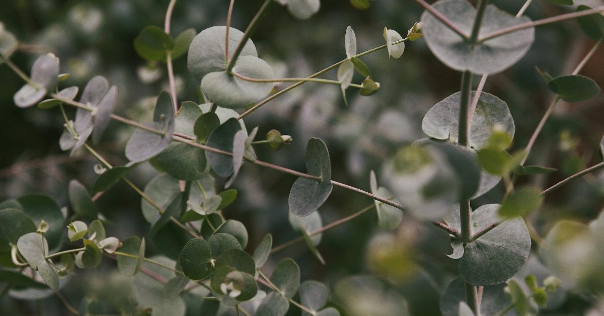 Close-up photograph of eucalyptus growing in nature. 