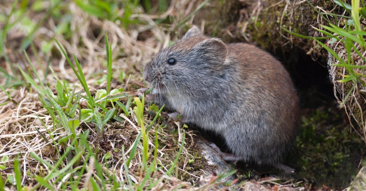 Gray red-backed vole emerging from a burrow.