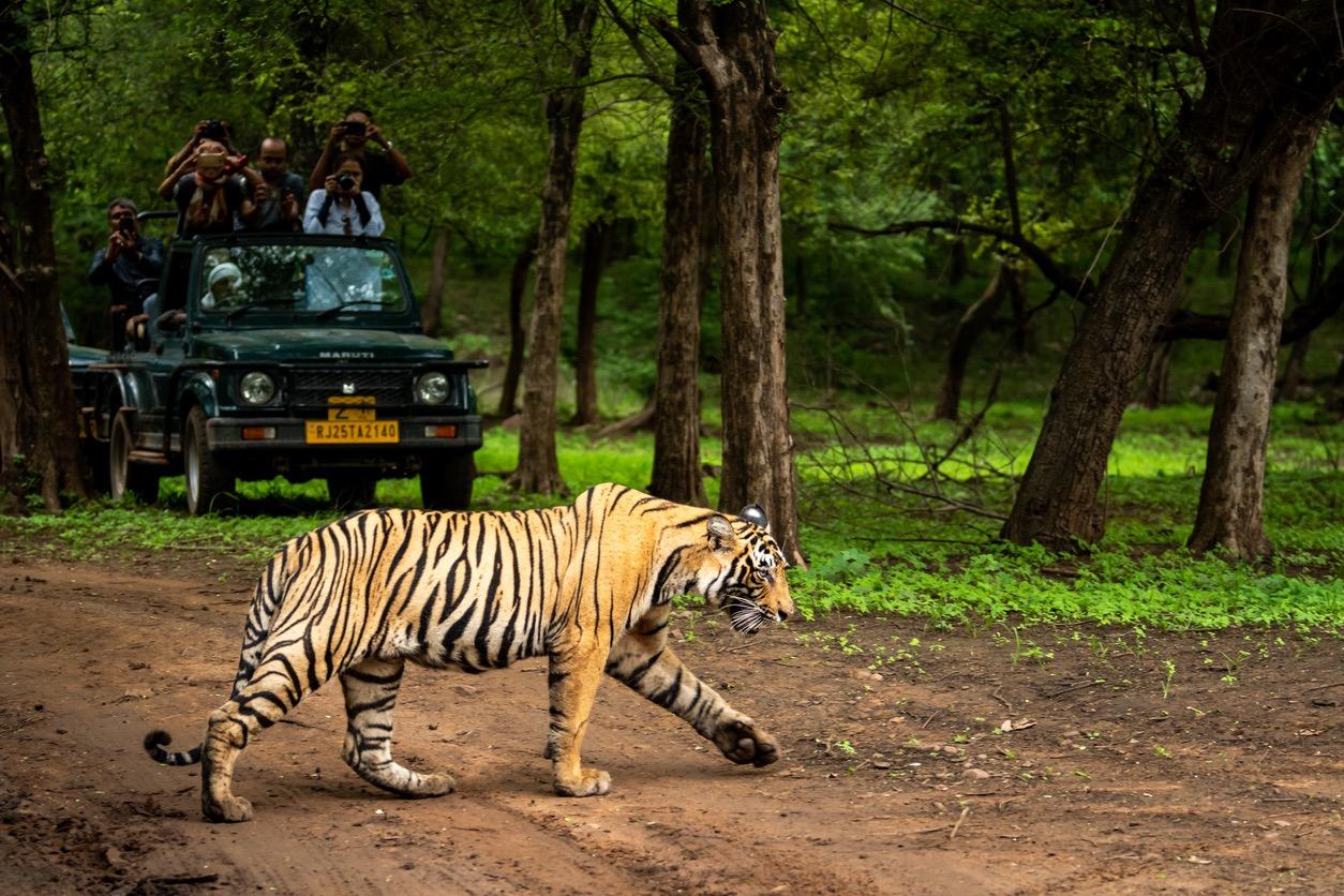 Tiger roaming a preserve