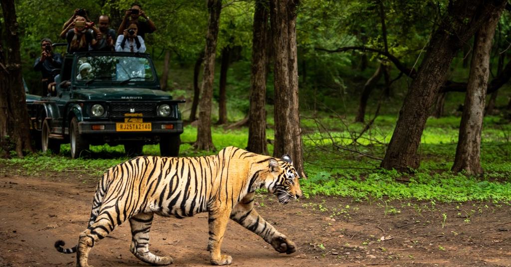 Why Are Tigers Endangered? Many Factors Threaten These Big Cats