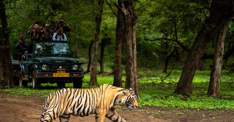 Tiger roaming a preserve
