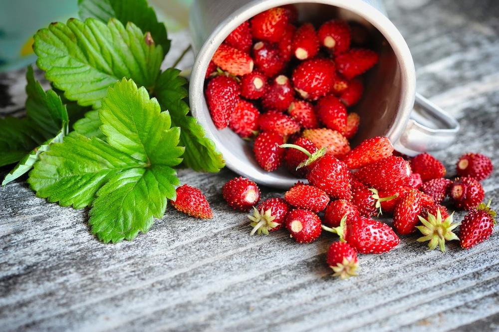 A bowl of fresh and wild strawberries on a wooden table. 