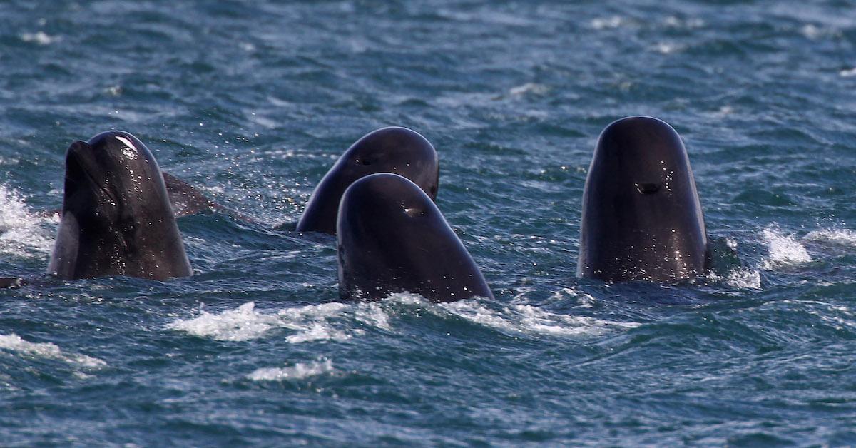 PHOTOS: Super Pod of 200 Pilot Whales Die in Mass Stranding in Australia