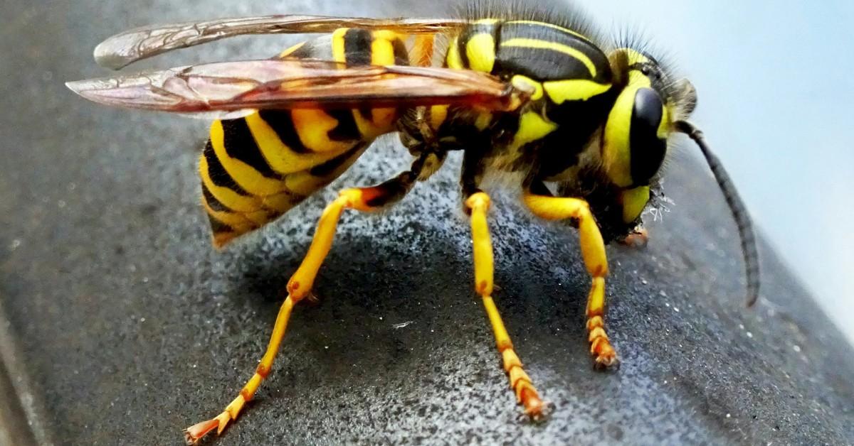 Sideview of a yellowjacket