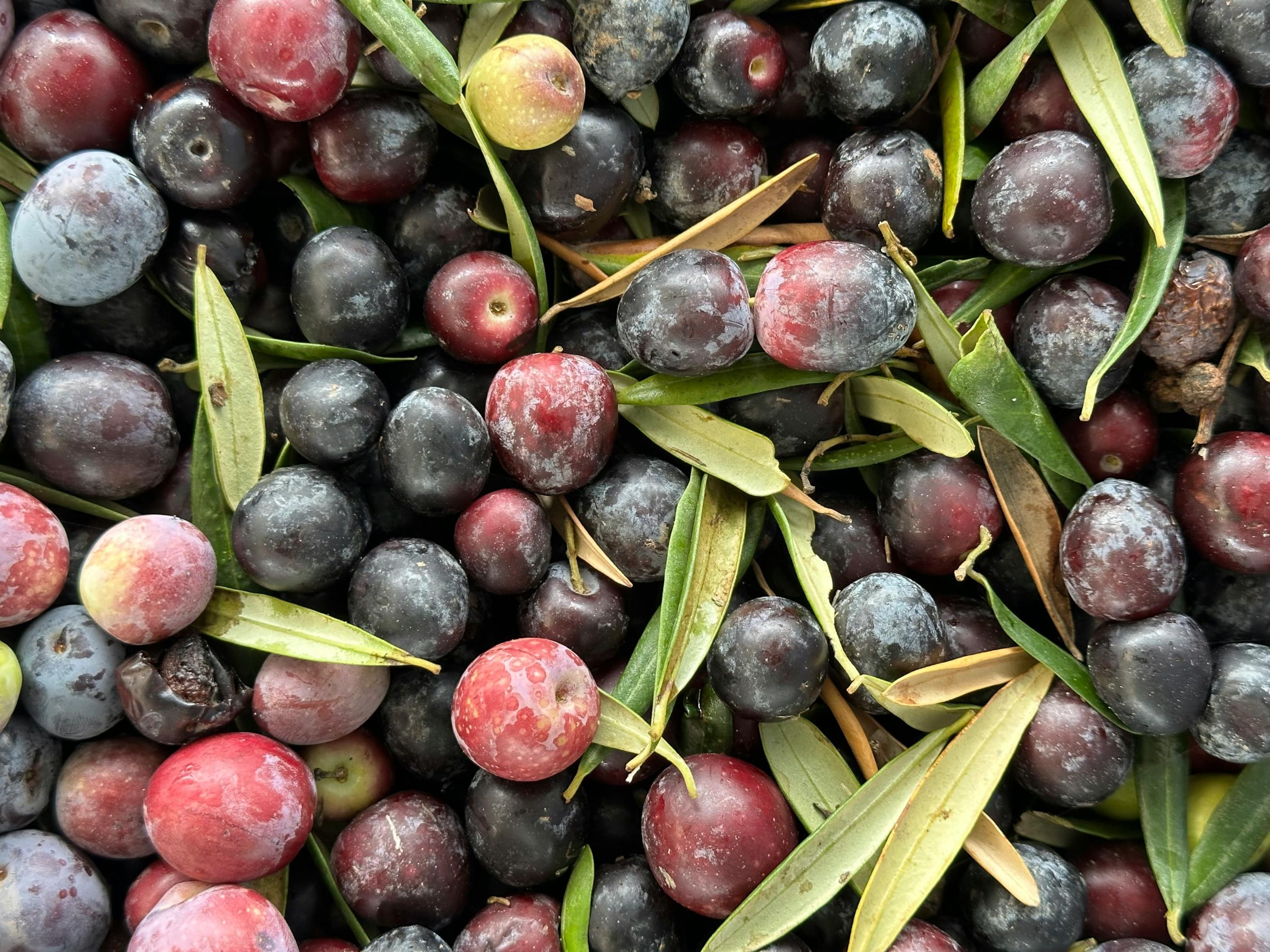 A collection of black, red, and green olives with vine leaves appear in a factory before being processed into olive oil.