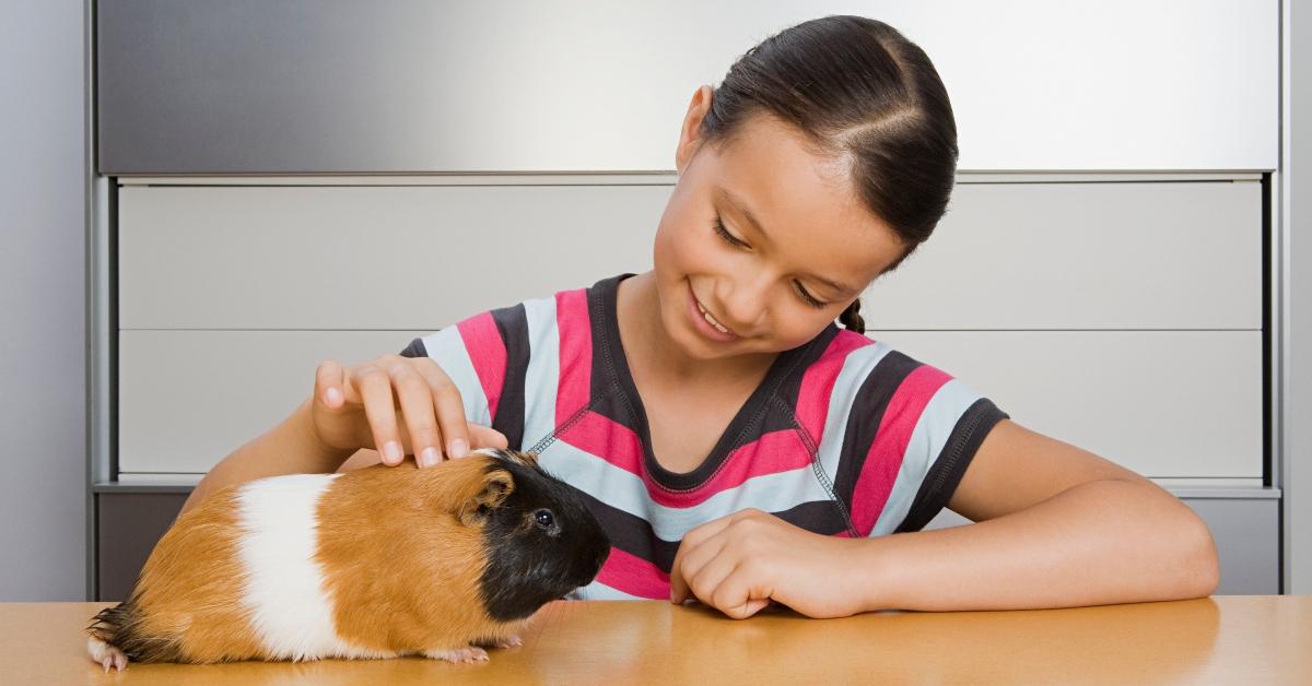 Can guinea pigs have green beans sale