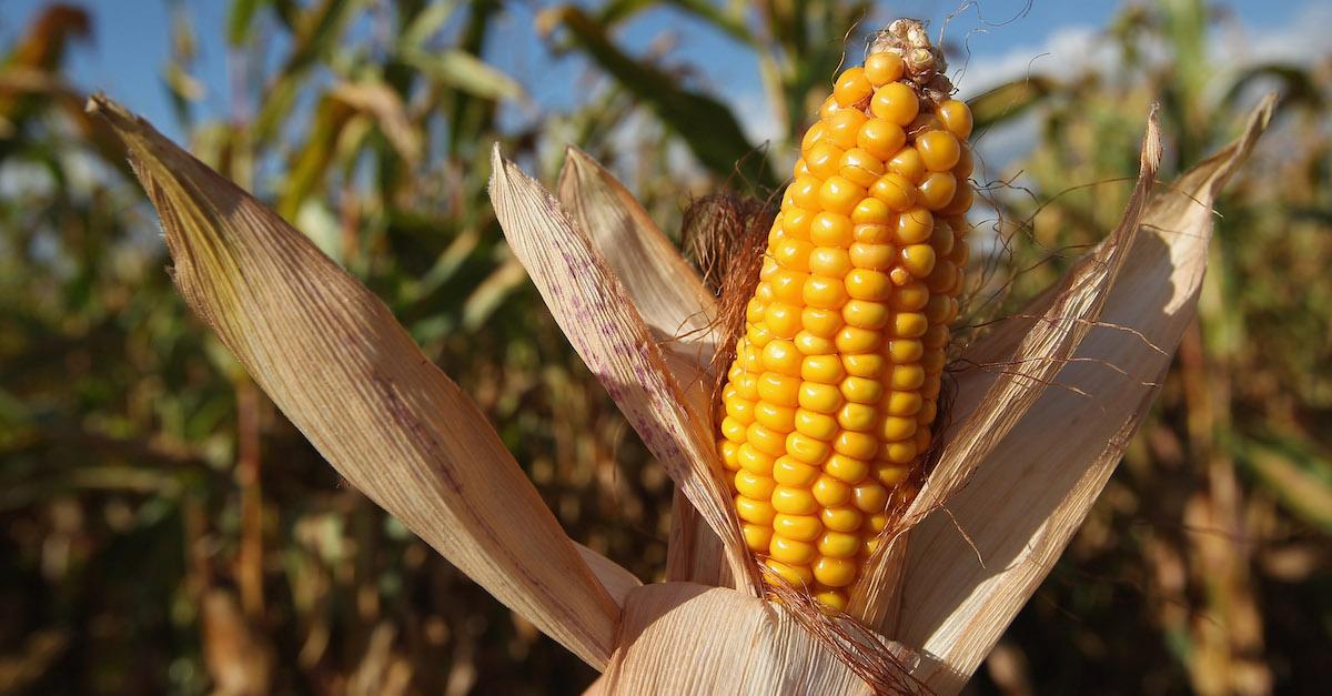 Seeds From the Mead, Nebraska Ethanol Plant Appear to Contain Poison