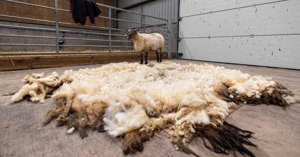 Fiona the sheep in Scotland and the 20 pounds of wool that was sheared off her. 