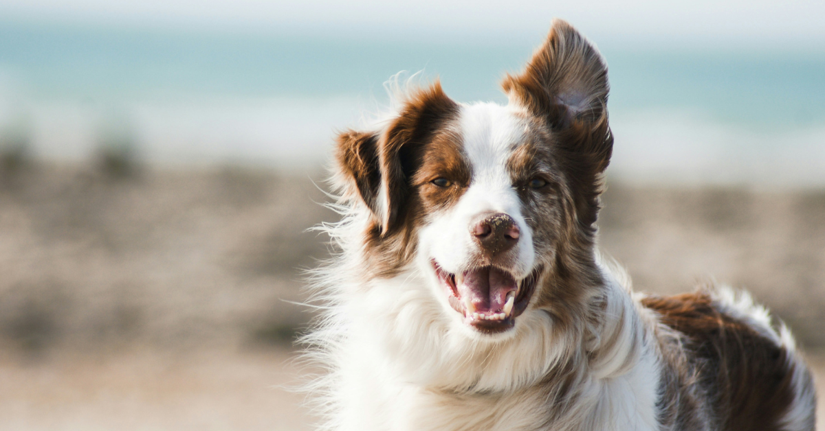 A dog's fur blows in the wind while they sit with sand on their nose