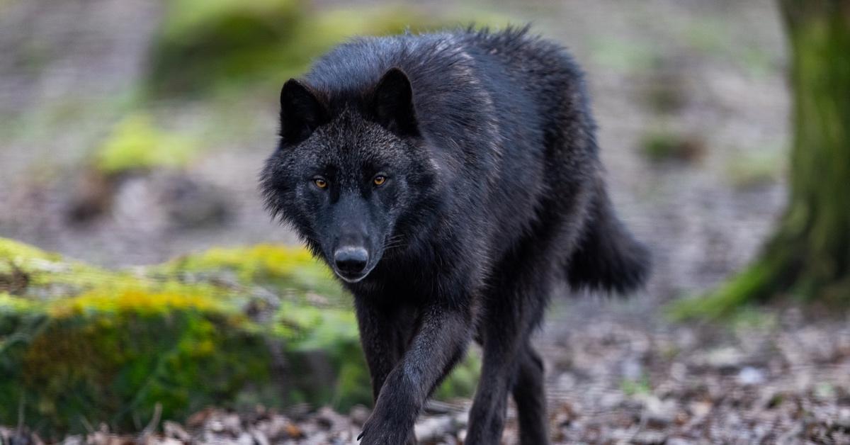 Wolves in Chernobyl Have Altered Immune Systems, May Resist Cancer